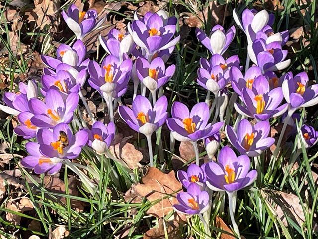 Suchbild: Erkennen Sie die Bienen?